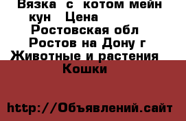 Вязка  с  котом мейн-кун › Цена ­ 10 000 - Ростовская обл., Ростов-на-Дону г. Животные и растения » Кошки   